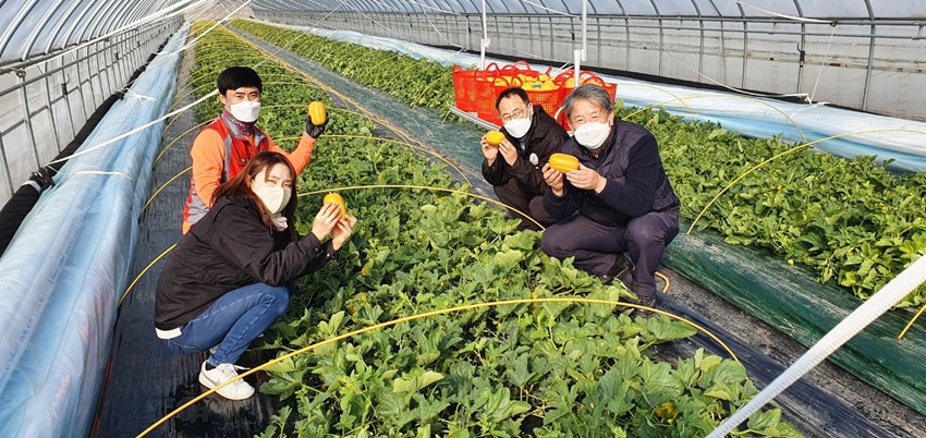 1.예천군, 황금빛 명품 예천참외 첫 출하!